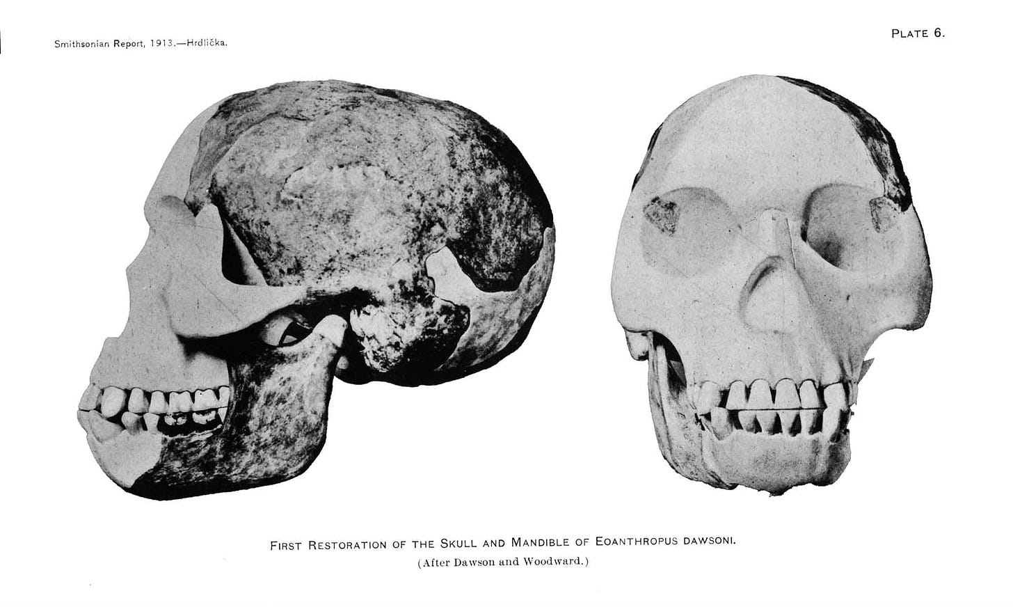 Piltdown skull reconstruction in left lateral and frontal view