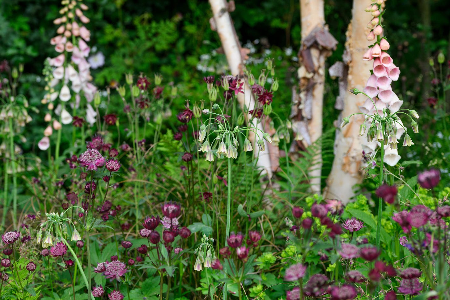 cottage garden plants in a shady garden