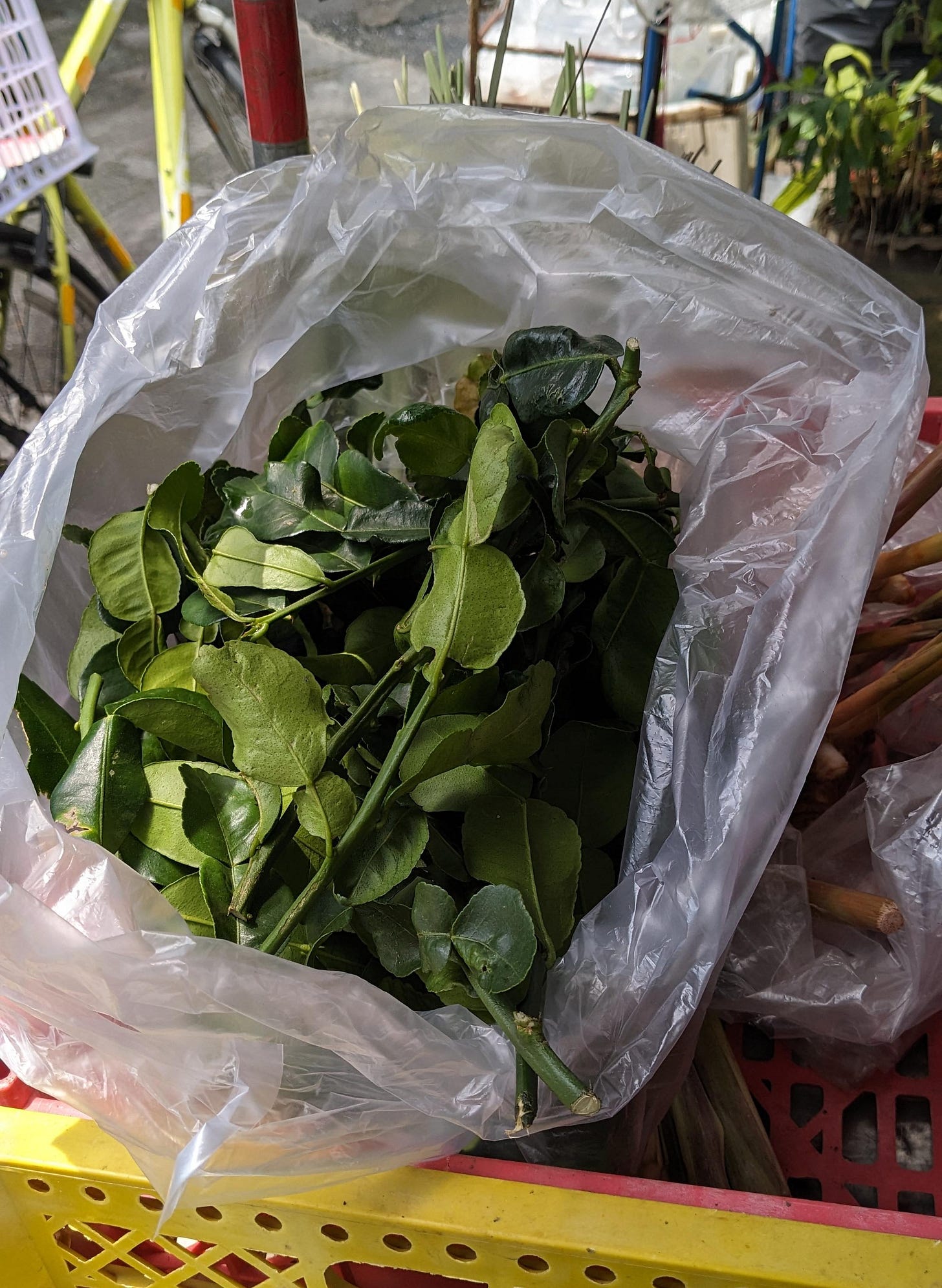 bag of makrut lime leave in bangkok