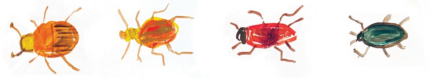 beetles illustrated by beth spencer