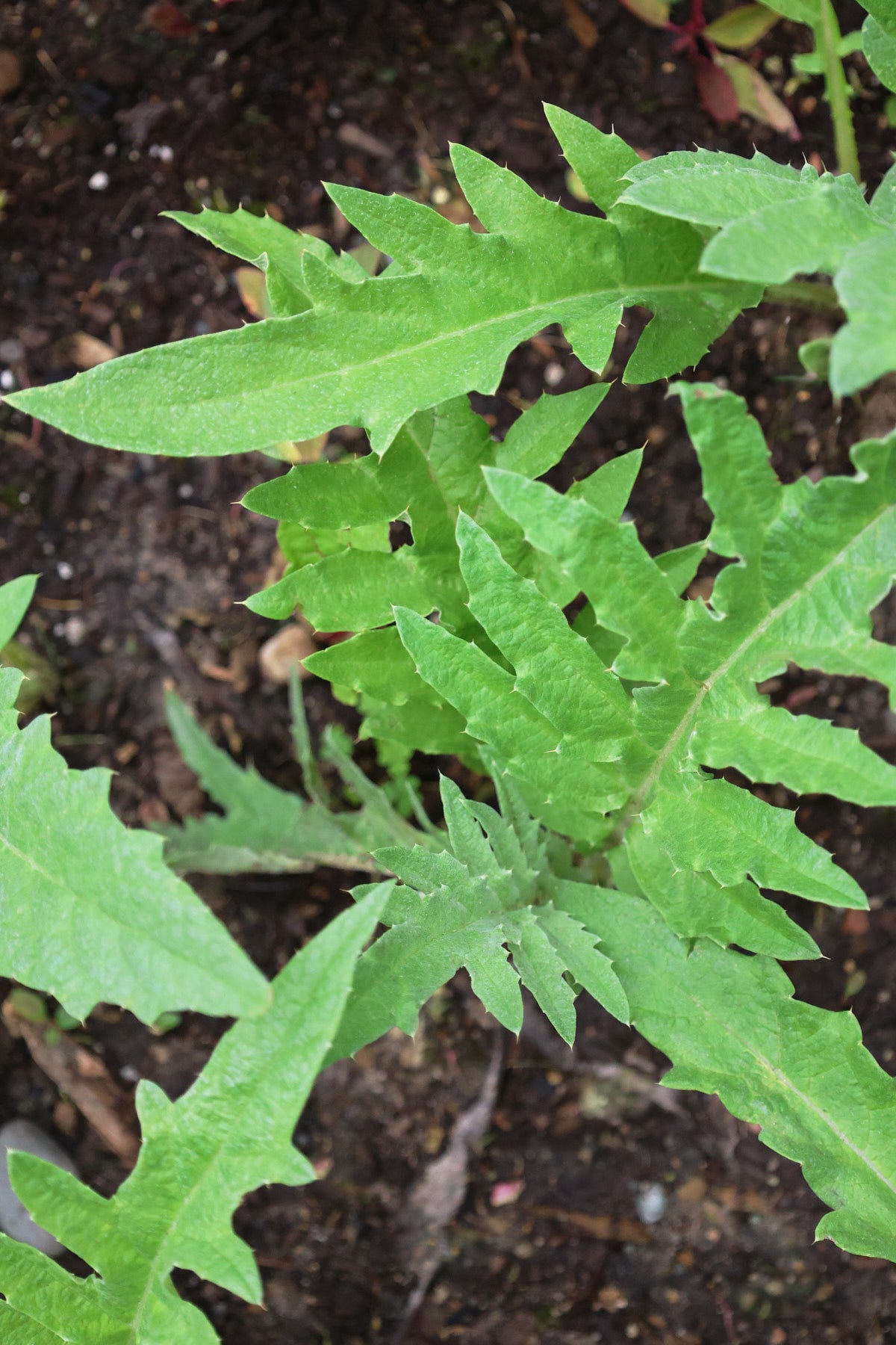 cardoon plants