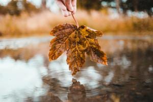 photo of person holding leaf photo of person holding leaf