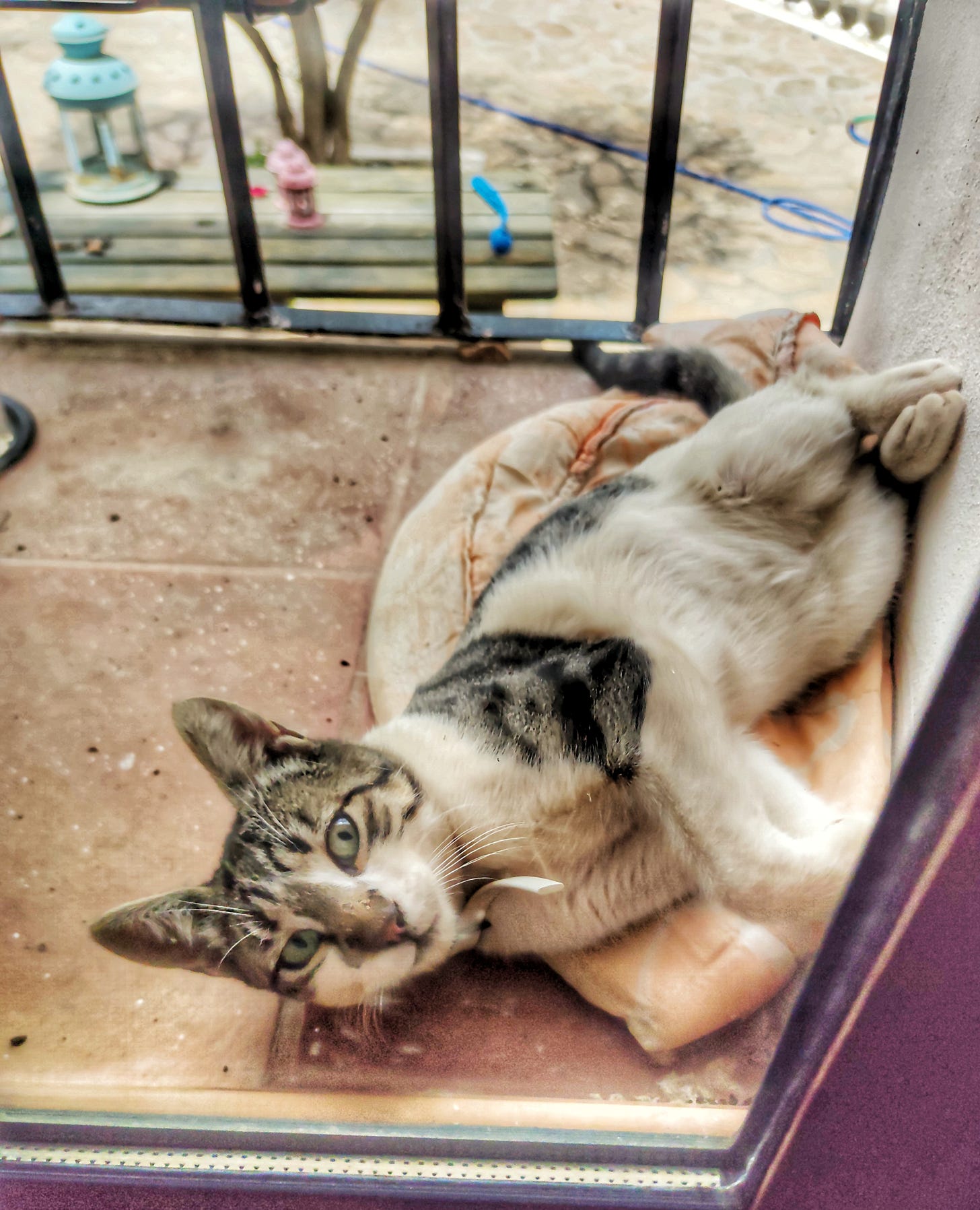 Tommy, the cat