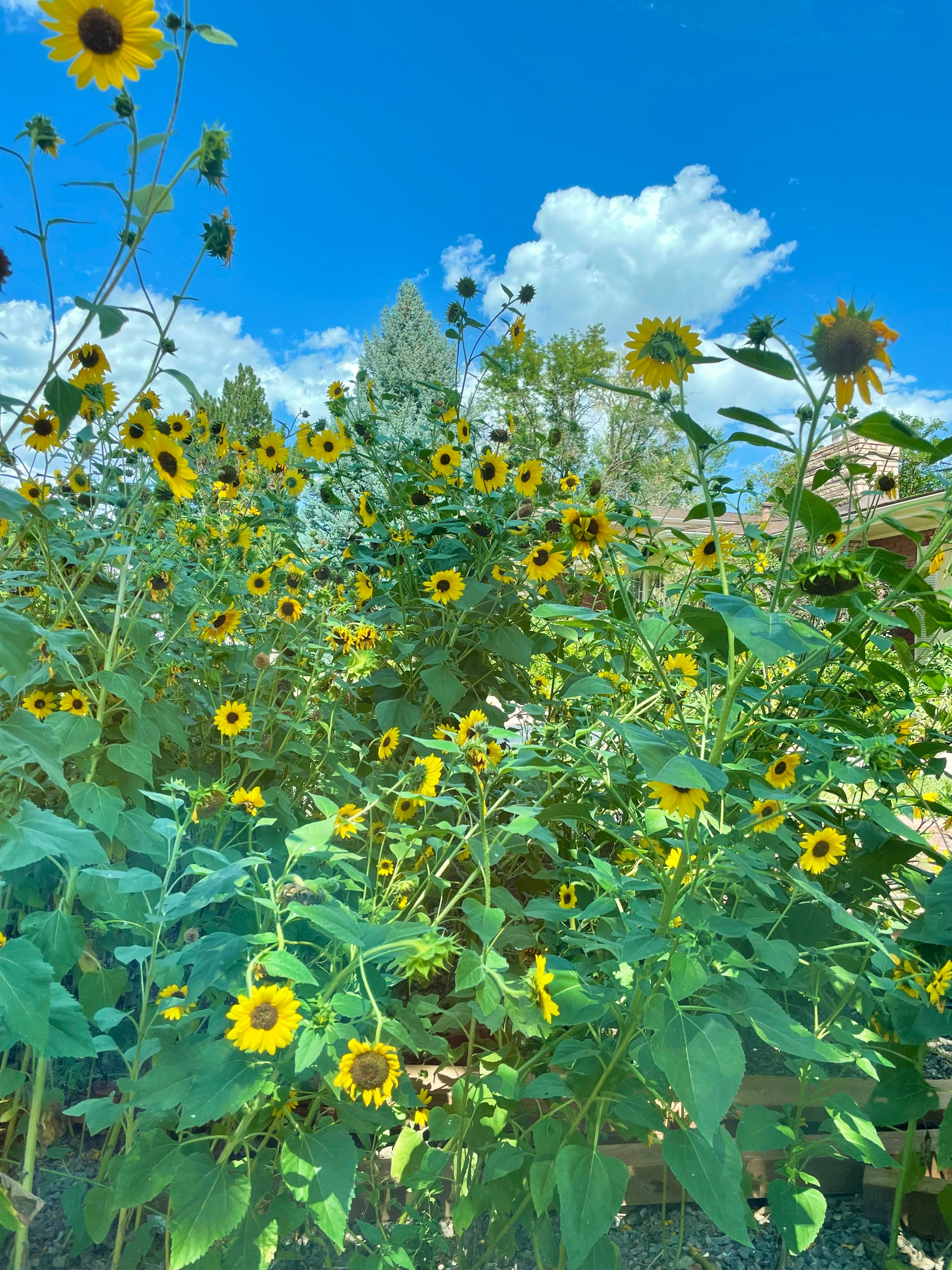 Add Color and Charm to Your Garden with Sunflowers: A Garden Essential