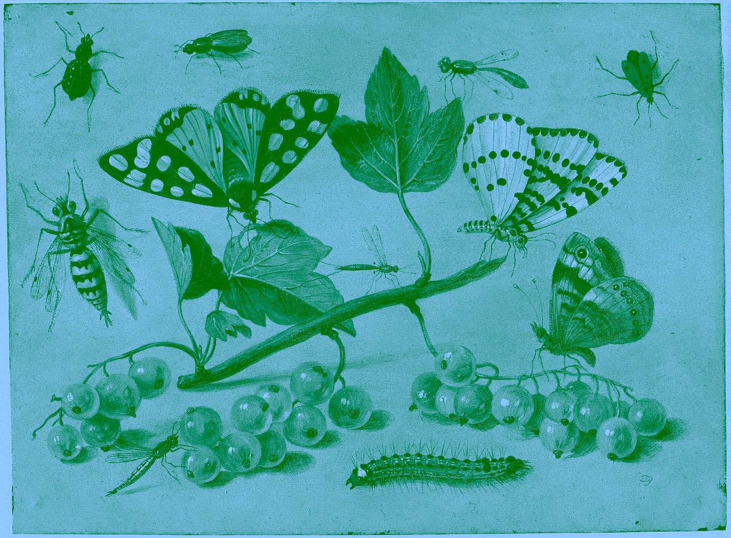 A painting of various butterflies, insects, and plants in a realistic style. A painting of various butterflies, insects, and plants in a realistic style.