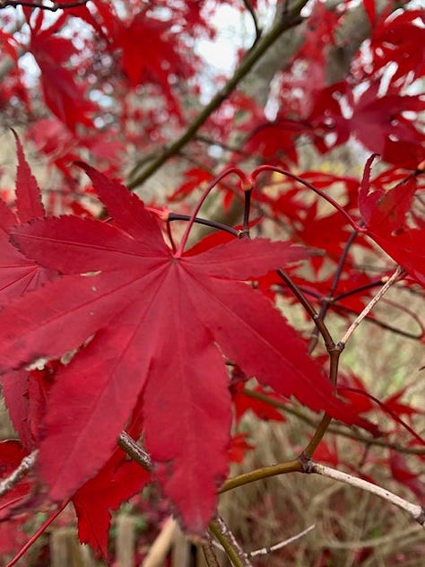 three photos of nature in November - red maple leaves, a forsythia blossom, and hellebore blooms