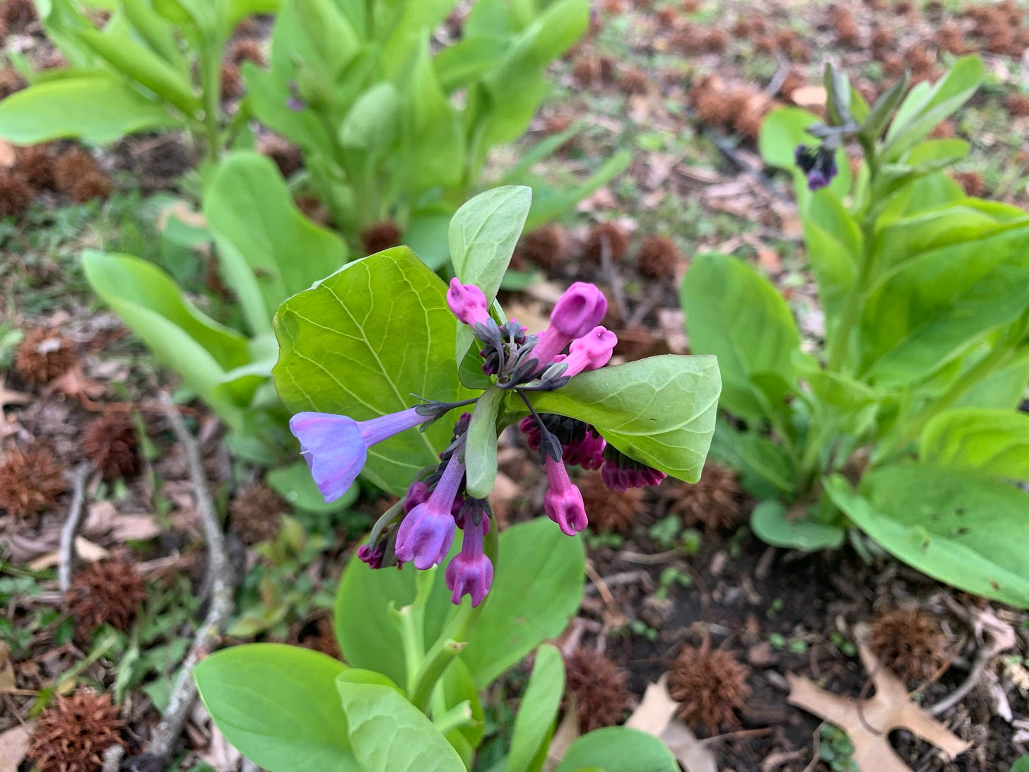 Bluebells flowering in a yard. 