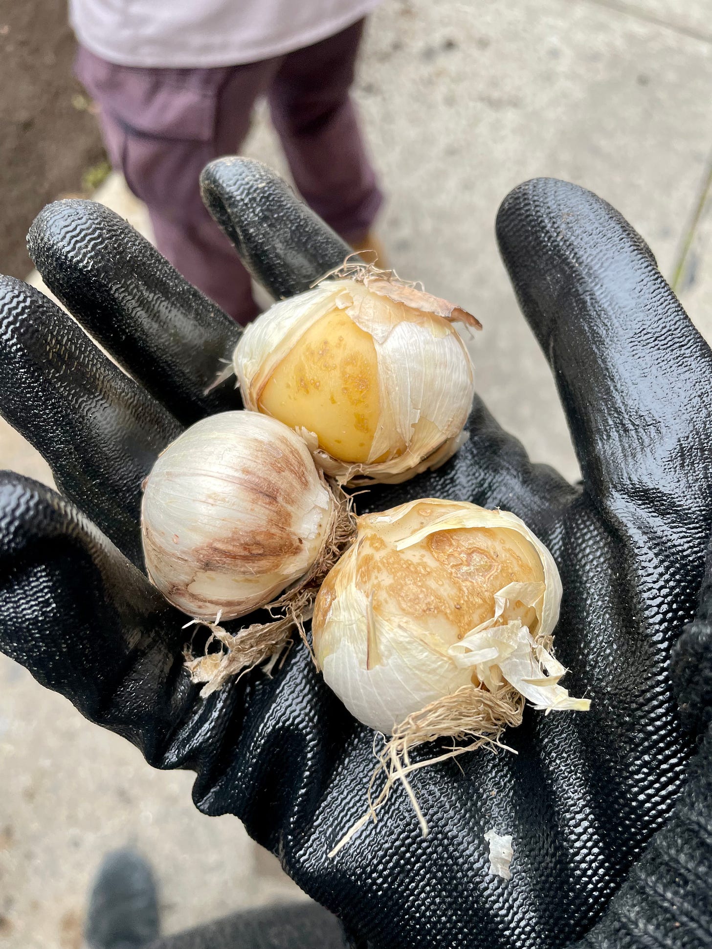 Image description: Photo of decorative bulbs in gloved hand. End image description.