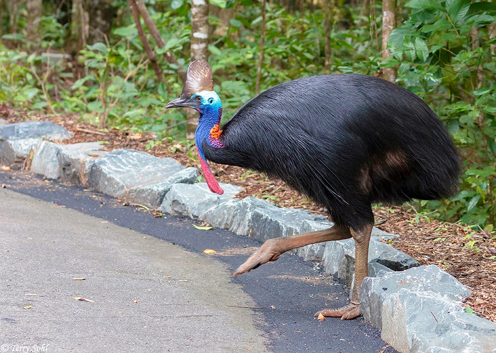 Southern Cassowary - Casuarius casuarius