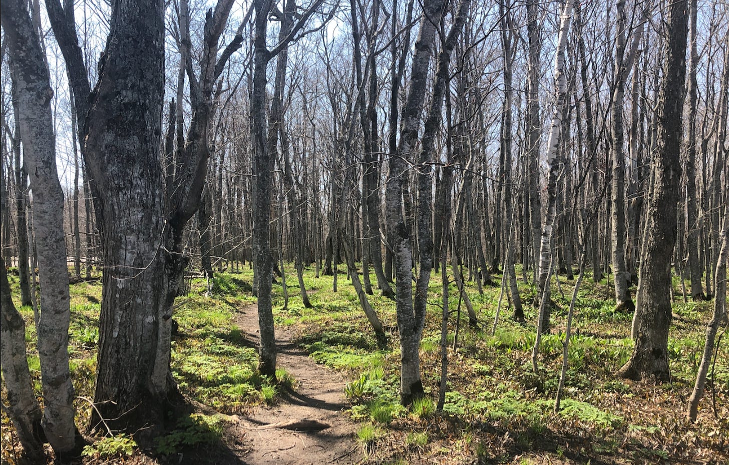 A sunny path through the woods surrounded by thin trees, scattered at random with patches of grasses, moss, and ivy.