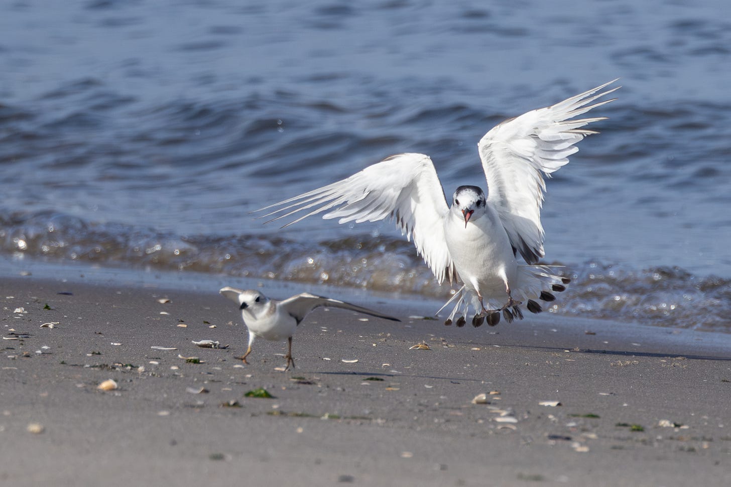 a tiny white seagull with its wings outspread on a shorline chasing a piping plover, also running away with its wings outspread.