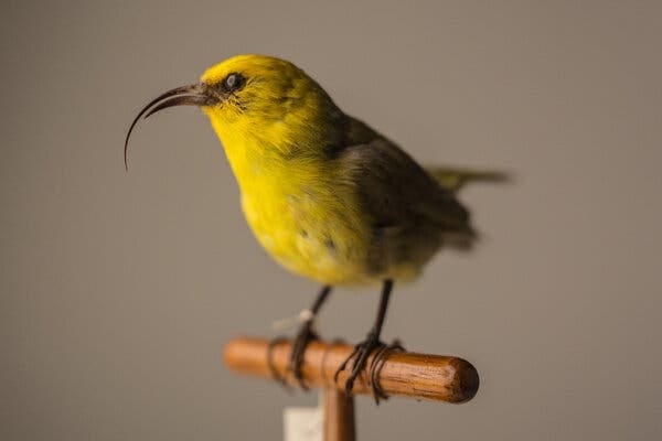 The Maui nukupuʻu has not been documented since 1996. This preserved specimen was collected a century earlier.