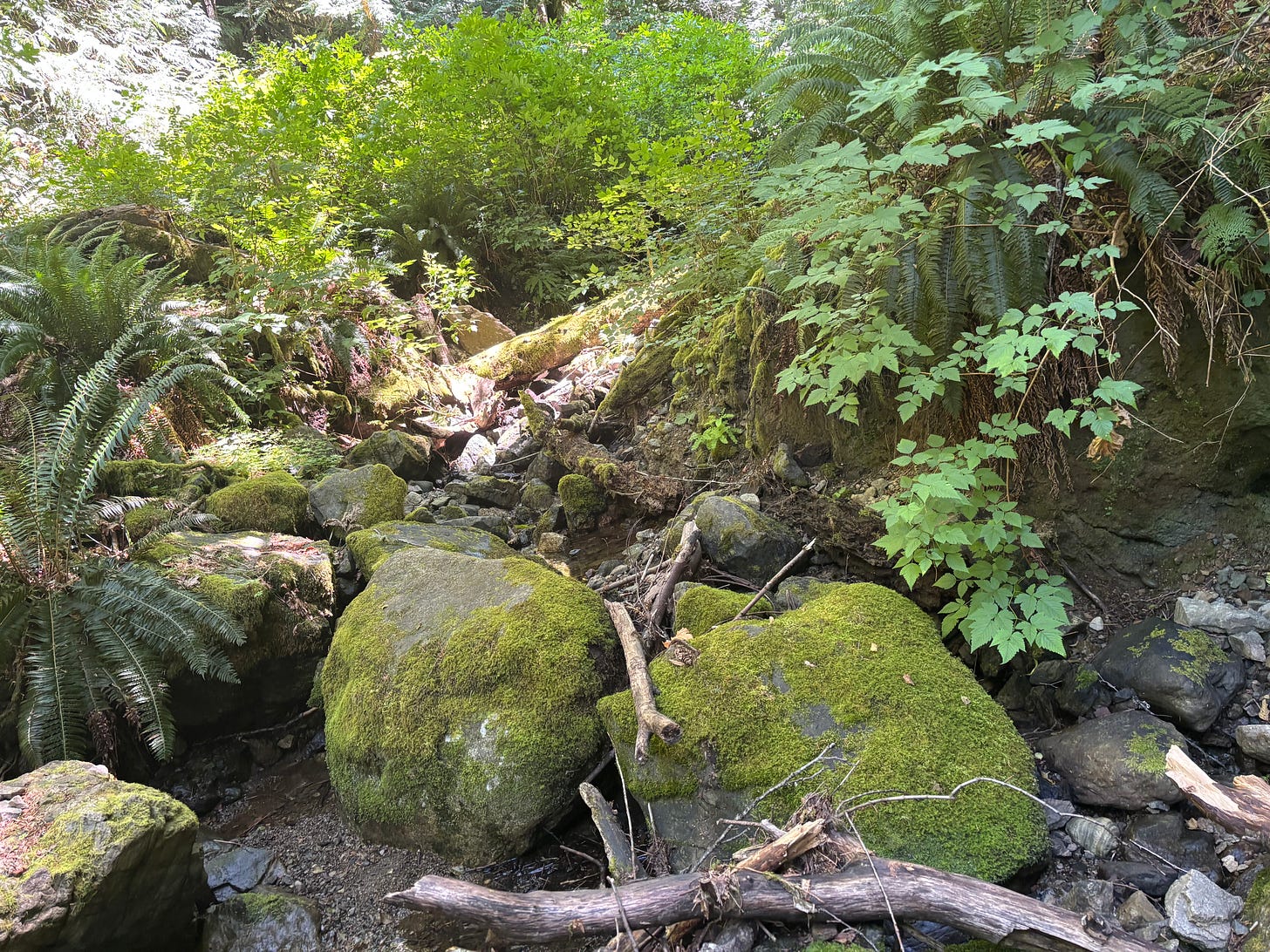 A creek with mossy rocks, ferns and salmon berry bushes..
