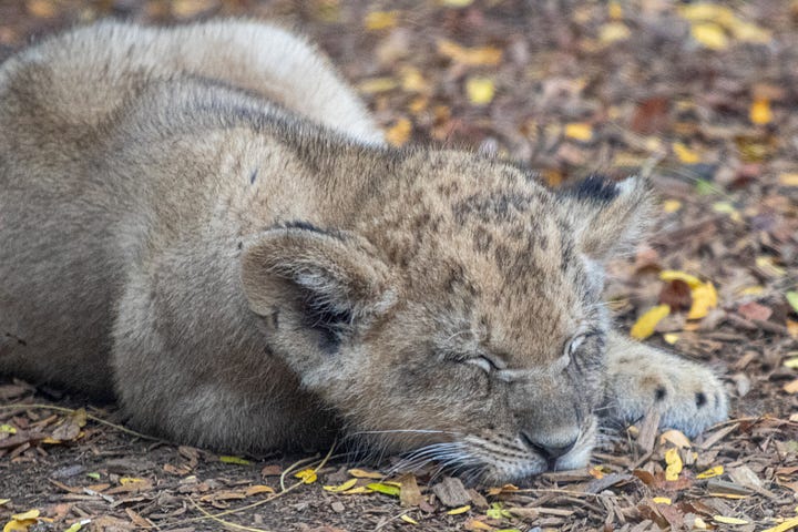 A lioness with her cub at the zoo