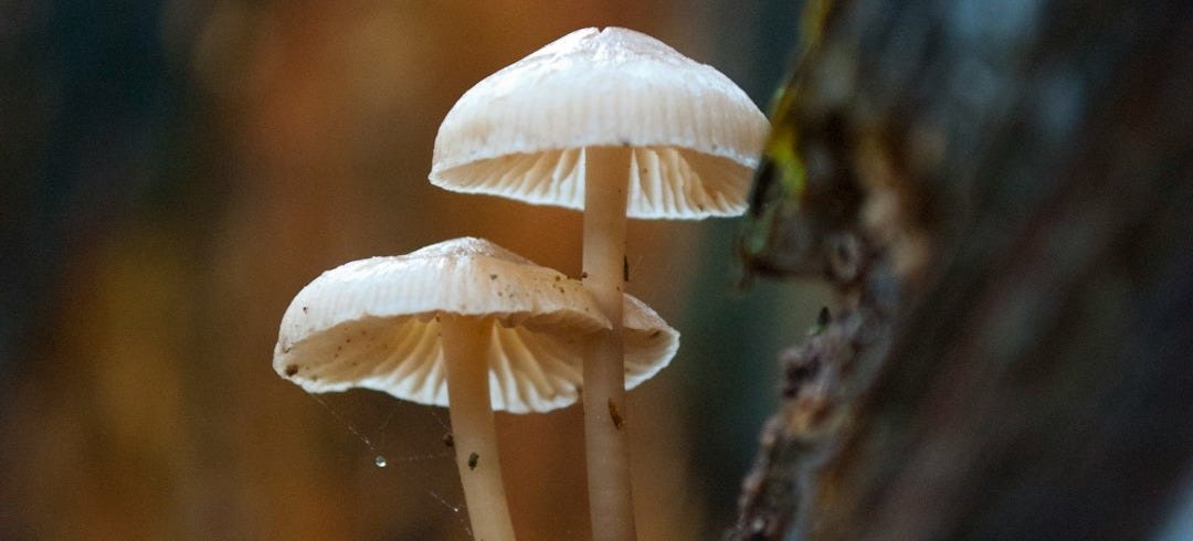 three mushrooms three mushrooms