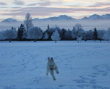 A dog jumping in the snow
AI-generated content may be incorrect. A dog jumping in the snow
AI-generated content may be incorrect.