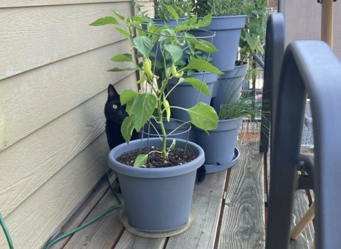 Half of Sprite's head and neck poke out from behind a pepper plant on a house porch. Half of Sprite's head and neck poke out from behind a pepper plant on a house porch.