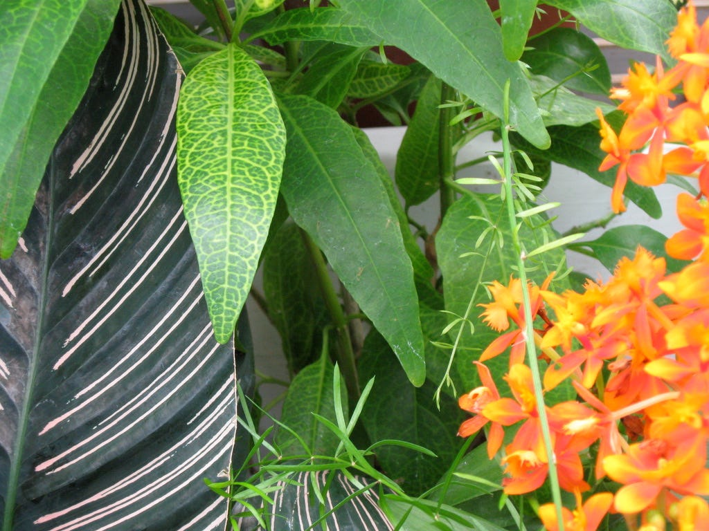 Close-up of a plant with orange flowers

AI-generated content may be incorrect.