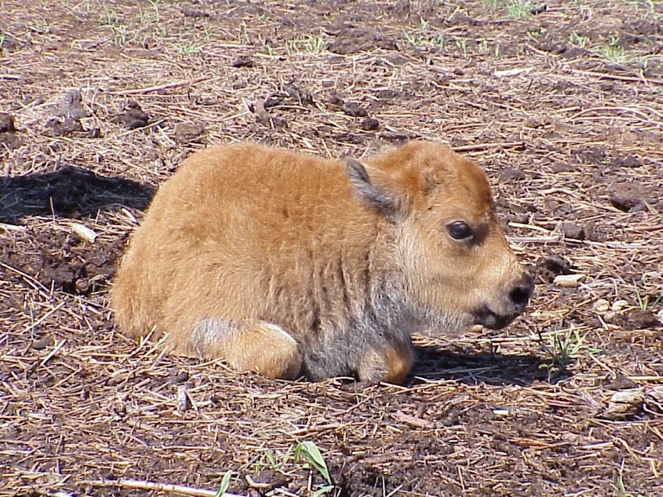 A baby buffalo lying in the dirt

Description automatically generated with low confidence