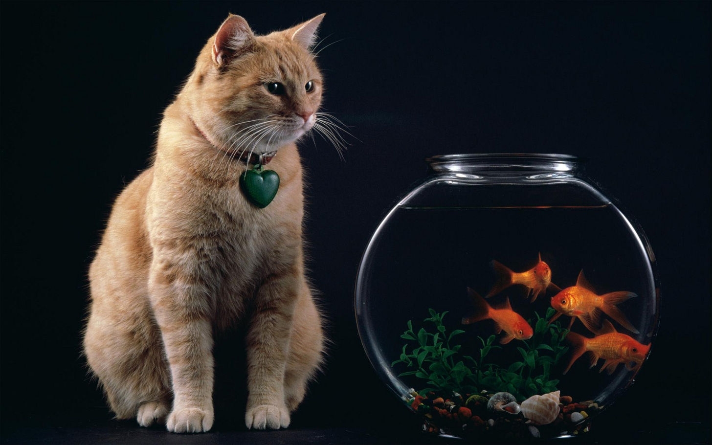 Temptation_-_Cat_and_Goldfish_Bowl.jpg