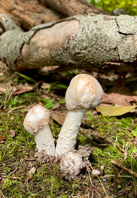 Mushrooms galore in the Woodland garden today.