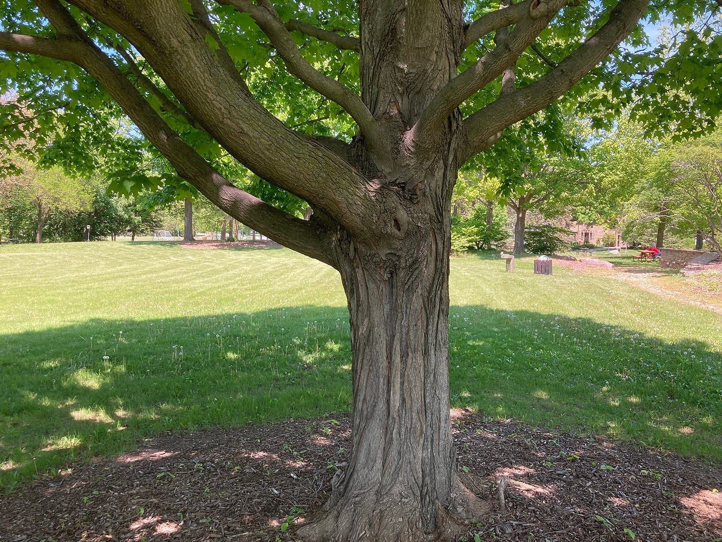 Low branches spread out all around the tree Low branches spread out all around the tree