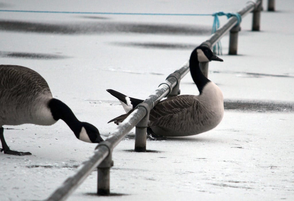 Geese ducking under a low rail Geese ducking under a low rail