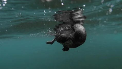 somatic experiencing, somatic healing, direct experiencing, senses