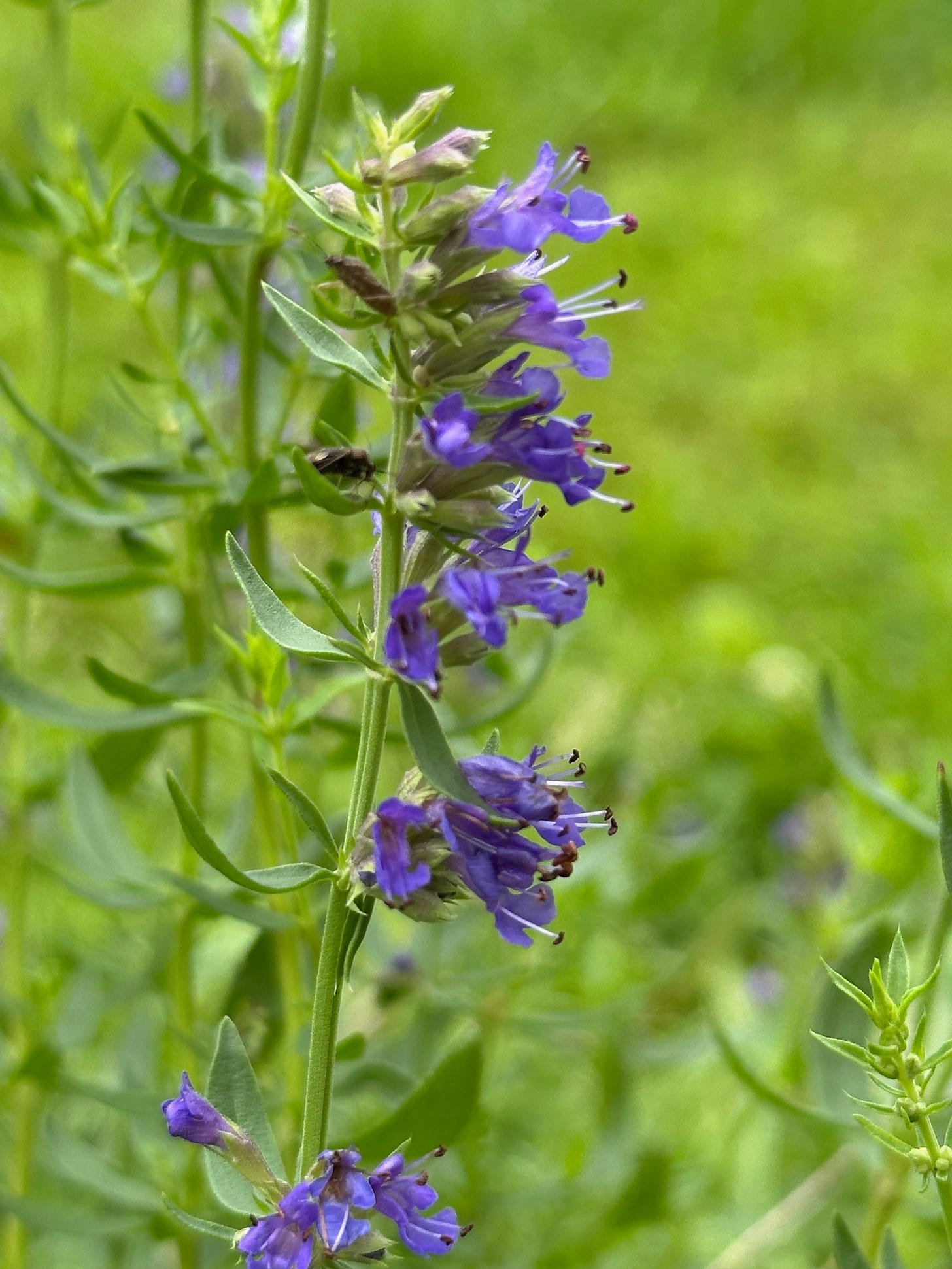 Hyssopus officinalis, the true medicinal hyssop 