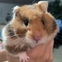 IronHamster's avatar