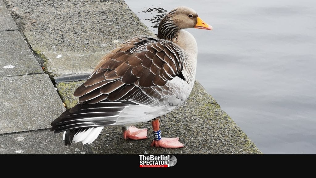 A registered duck looks at the Alster lake in Hamburg.