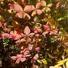 Three Meaningful Ways to Observe the Autumn Equinox
