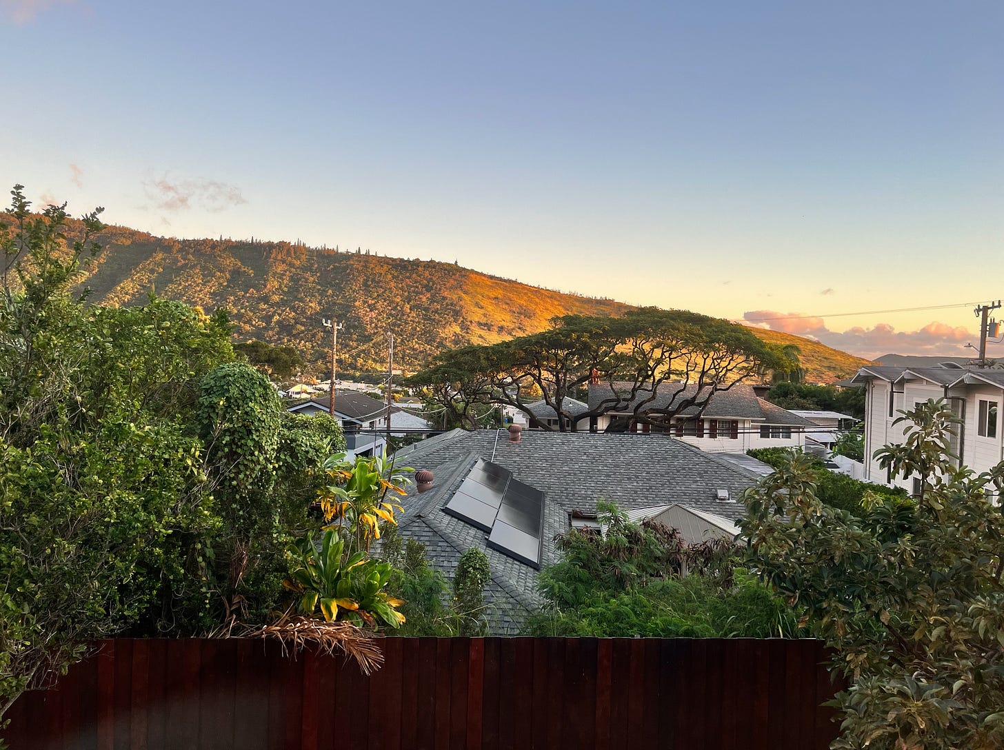 Tropical trees and rooftops in morning light.