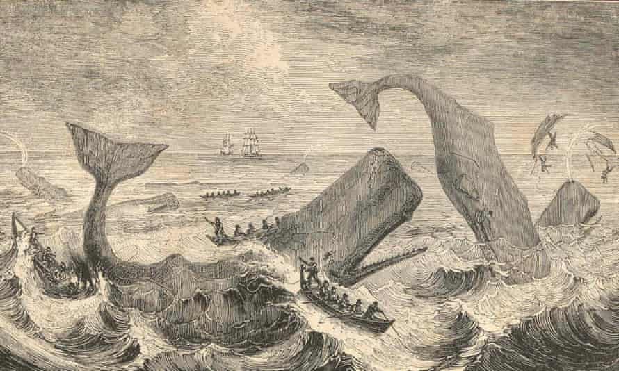When facing a human attack, sperm whales abandoned the defensive circles used against orca and swam upwind instead.
