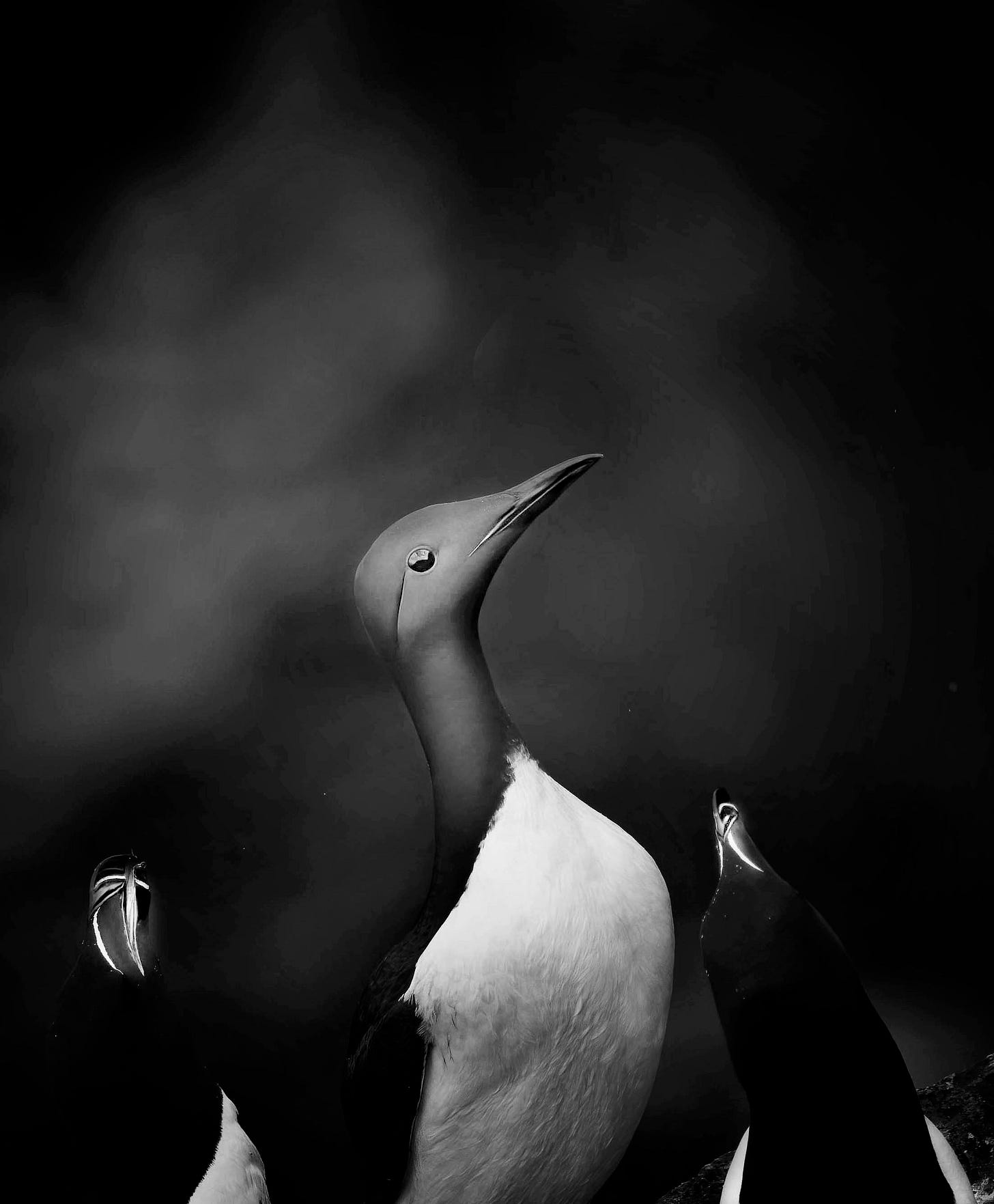 A pircure of a guillemot and razorbills