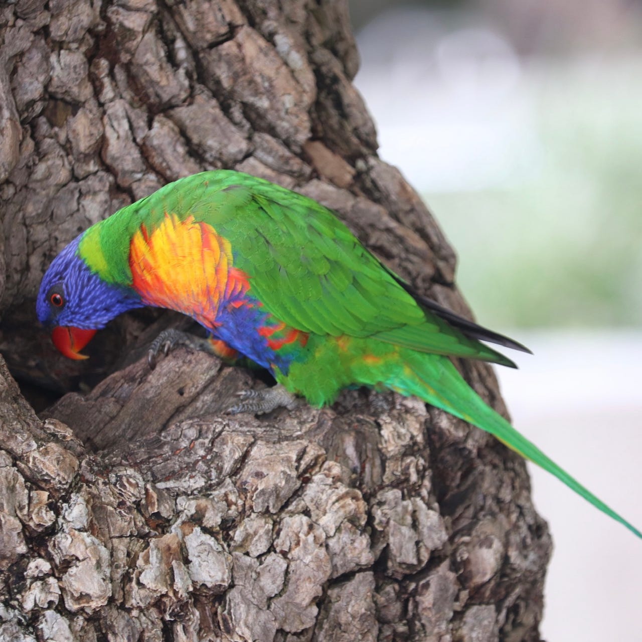 The Time Travelling Historian