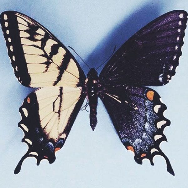 This may contain: a yellow and black butterfly on a white background