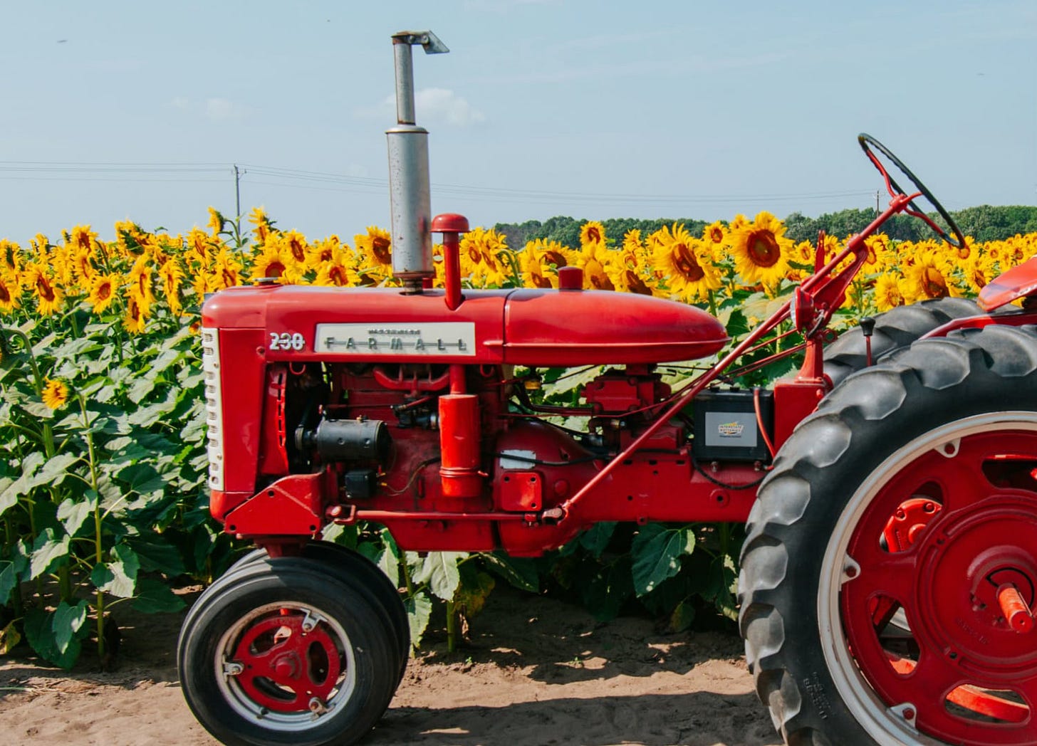 Red tractor in a field of sunflowers Red tractor in a field of sunflowers