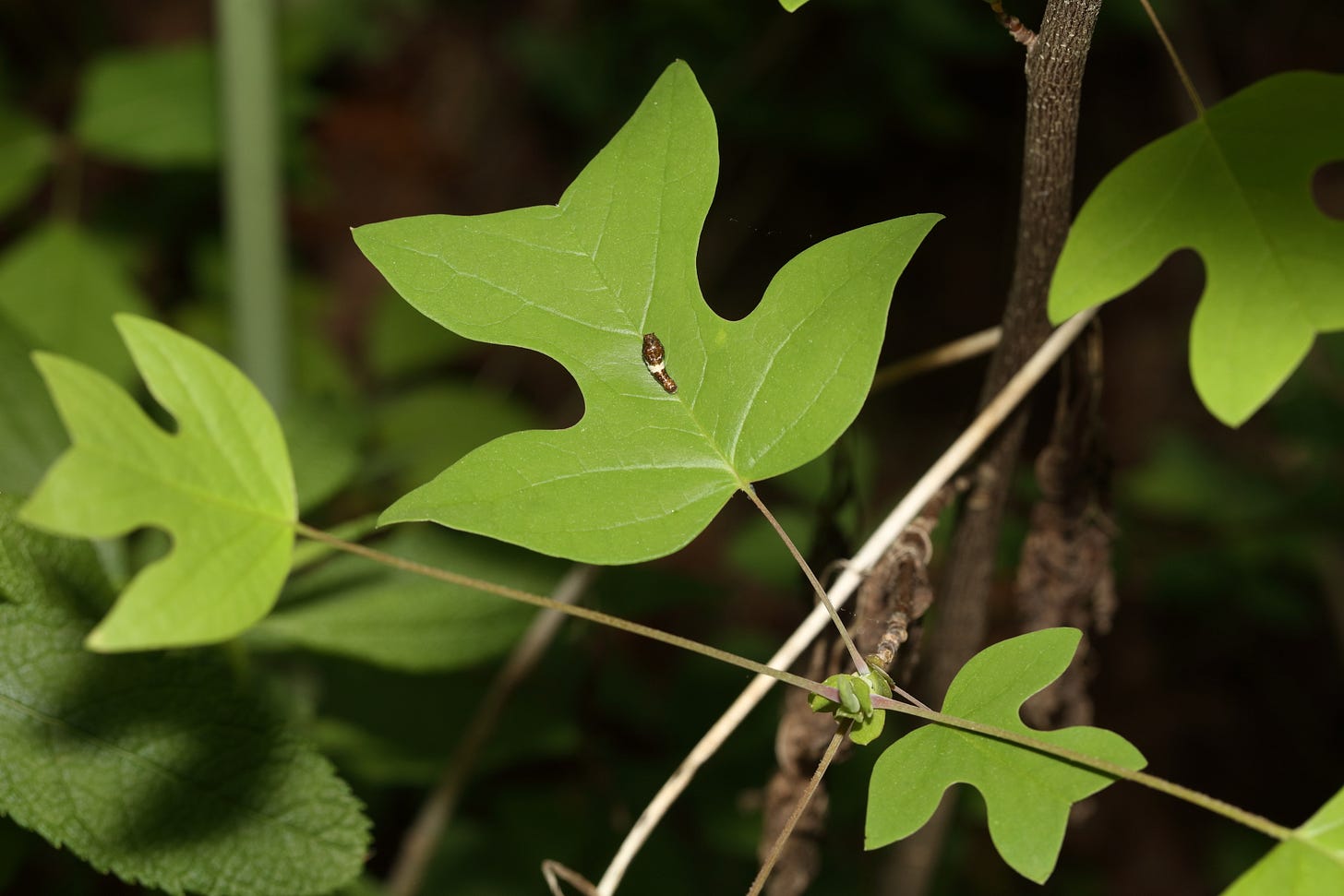 Tulip poplar leaves, with a swallowtail caterpillar resting in the middle of the leaf approximately in the center of the frame. The caterpillar is brown with a band of white across the middle, thin below that band and thick and rounded above that band. The caterpillar resembles a bird dropping, mimicry that helps protect it from predation. Tulip poplar leaves, with a swallowtail caterpillar resting in the middle of the leaf approximately in the center of the frame. The caterpillar is brown with a band of white across the middle, thin below that band and thick and rounded above that band. The caterpillar resembles a bird dropping, mimicry that helps protect it from predation.