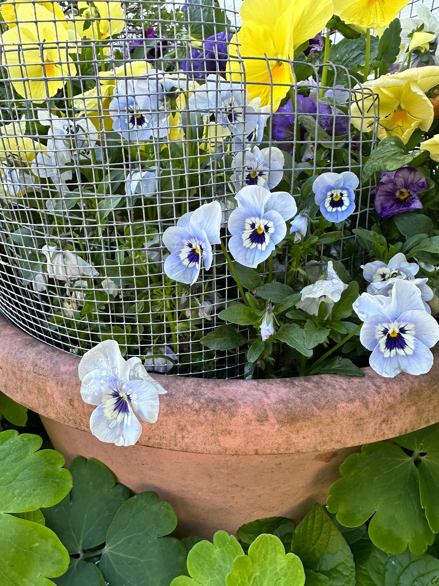 multicolored pansies and violets