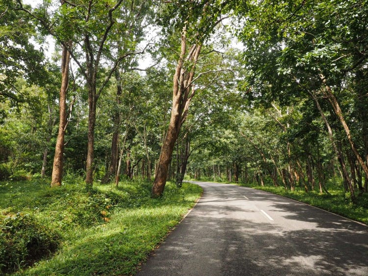 NH 766 going through Bandipur Tiger Reserve