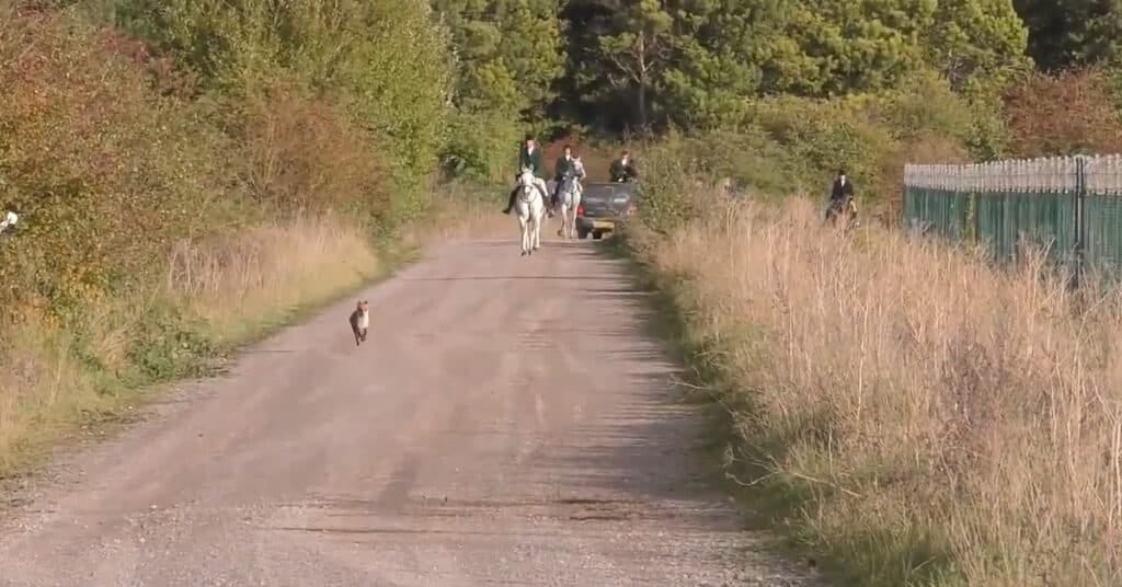 A fox runs from Charles Carter of the Royal Artillery Hunt. A fox runs from Charles Carter of the Royal Artillery Hunt.