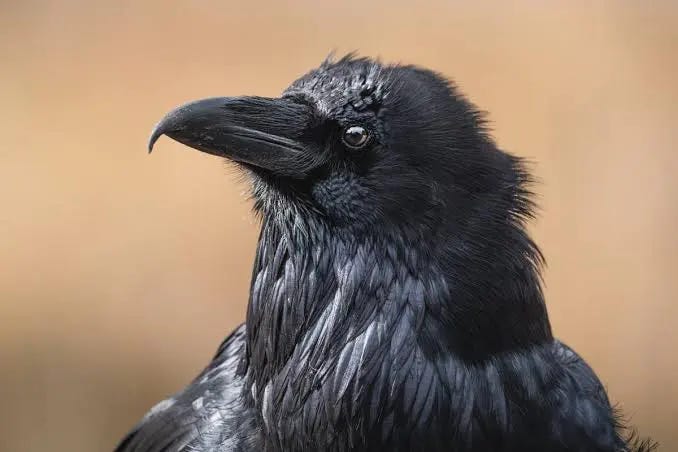Crows Perform Yet Another Skill Once Thought Distinctively Human |  Scientific American