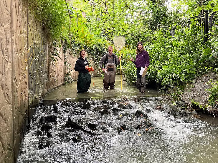 Friends of Sausal Creek organizes ecological research excursions to understand the distribution and abundance of the native rainbow trout population — one of its key conservation priorities. (Photo: FOSC) Friends of Sausal Creek organizes ecological research excursions to understand the distribution and abundance of the native rainbow trout population — one of its key conservation priorities. (Photo: FOSC)