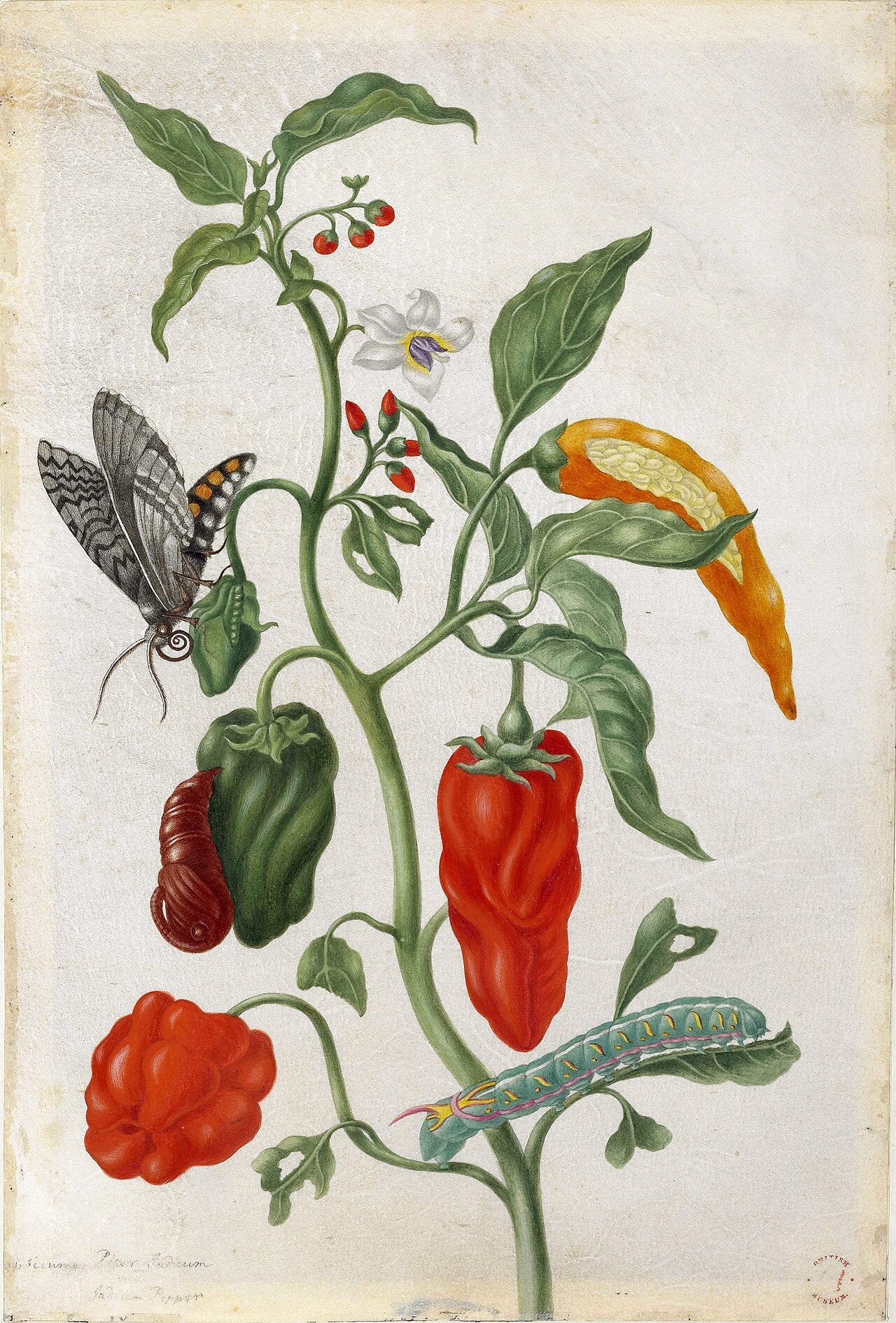 A hand coloured plate showing a butterfly with its caterpillar, chrysalis and host plant A hand coloured plate showing a butterfly with its caterpillar, chrysalis and host plant