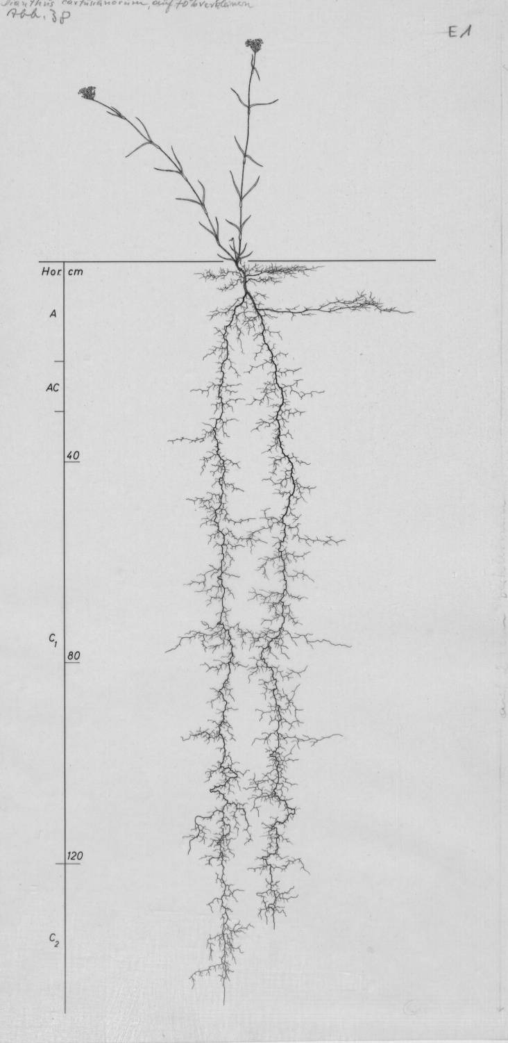 Dianthus root drawing Dianthus carthusianorum, Lichtenegger, E. (1992), Wurzelatlas