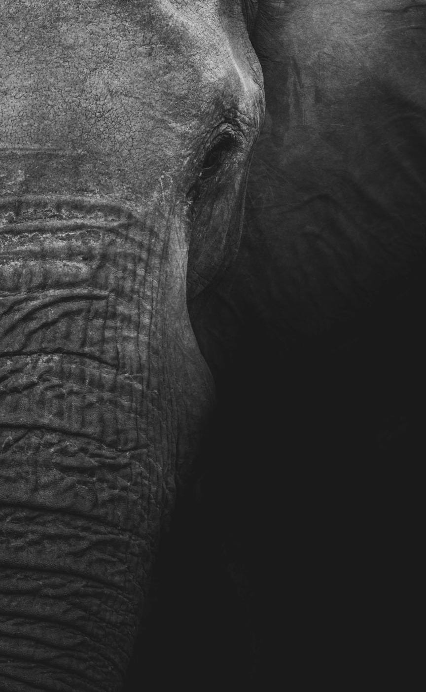 grayscale photography of elephant