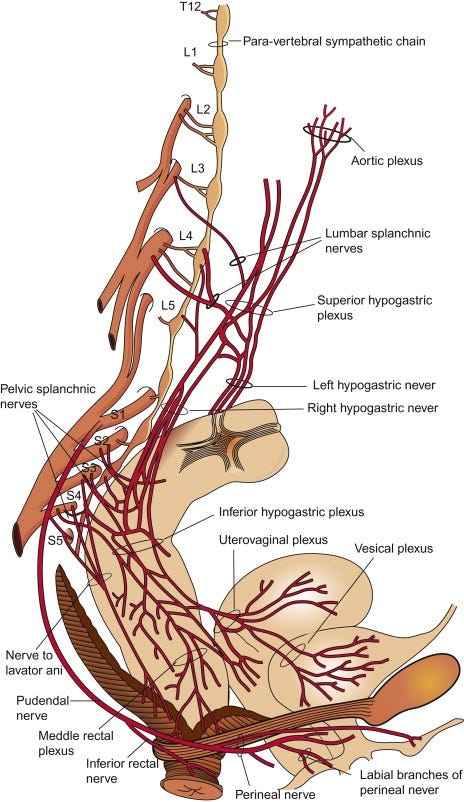 Hypogastric Nerve - an overview | ScienceDirect Topics