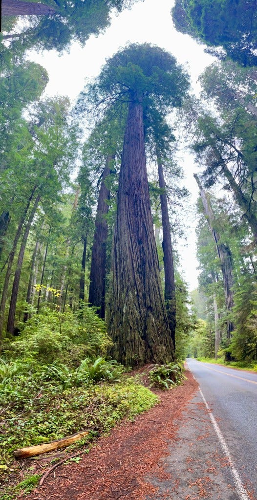 A towering redwood alongside a two-lane road and verdant ground-cover, including ferns with sweeping foliage.