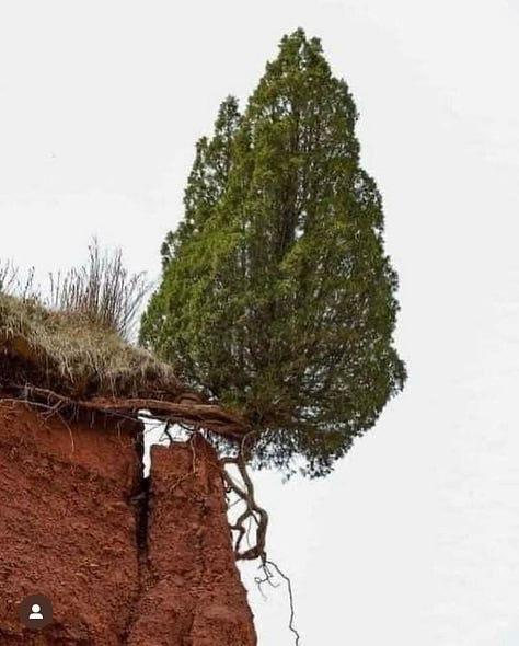 Trees learning to be in their worlds.